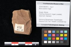 Foto (Objekt + Etikett) von Myrica lignitum Unger (NHMW-GEO-2024-0188-0472)